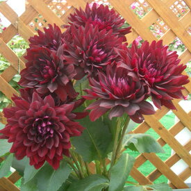 楽天市場 ダリア 黒蝶の通販