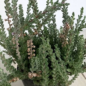 Ԗ ؂̕c/J[iEuKX O[n 3|bg2Zbg