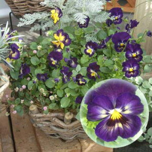 Ԃ̕c/pW[F悭炭X~ u[x[pC3`3.5|bg