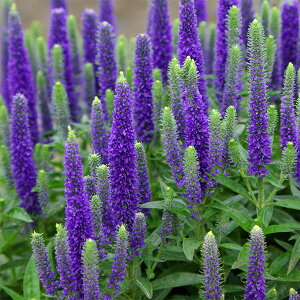 Ԃ̕c/xjJFCLh3`3.5|bg3Zbg