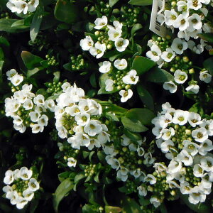 Ԃ̕c/AbTFC[X^[{lbg Xm[NX^3-3.5|bg