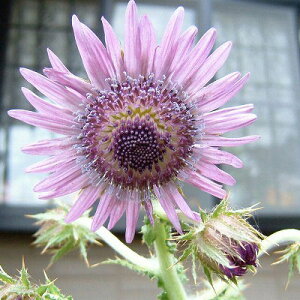 Ԃ̕c/xPAFvvA3-3.5|bg