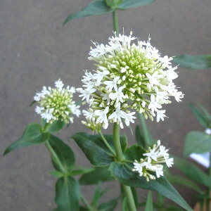 Ԃ̕c/ZgTXFzCg3-3.5|bg