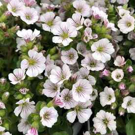 楽天市場 カーペット カスミソウの通販