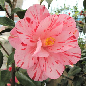 Ԗ ؂̕c/coLiցjFt̑i͂̂Ăȁj4|bg