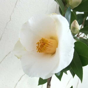 Ԗ ؂̕c/ցicoLjFi͂炵j4|bg