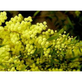 花木 庭木の苗/アカシア：ブリスベーンアカシア（フィンブリアータ）3-3.5号ポット