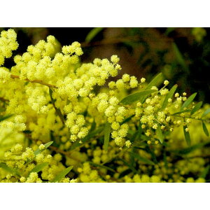 Ԗ ؂̕c/AJVAFuXx[AJVAitBuA[^j3-3.5|bg