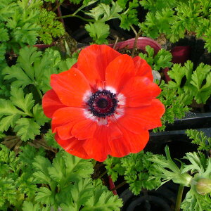 Ԃ̕c/AllF|g XJ[bg3.5|bg2Zbg