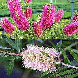 Ԗ ؂̕c/JXelC2Zbgip[vXv_[AsNVpj