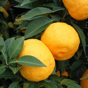 ʎ̕c/ؓ{MqiLgEzYj4`5|bg