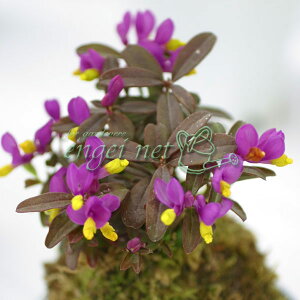 R쑐̕c/gLqnM2.5`3|bg