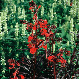 Ԃ̕c/xAFNC[rNgA3.5|bg