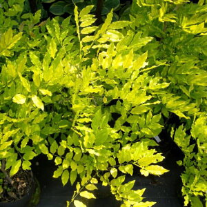 �Ԗ� ��؂̕c/�t�W�i���j�F�S�[���f���V�����[6���|�b�g