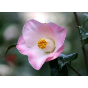 �Ԗ� ��؂̕c/�ցi�c�o�L�j�F�G���i�V���E�����j4���|�b�g