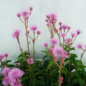 Ԃ̕c/o[mjAiAU~jFv[[}XRbg3|bg