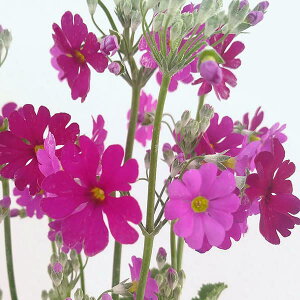 Ԃ̕c/vF}RCfX bh3-3.5|bg