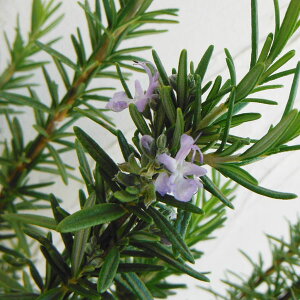 n[u̕c/[Y}[ijFgXJiu[3|bg