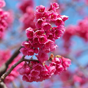 Ԗ ؂̕c/FiJqUNjږؕc4`5|bg