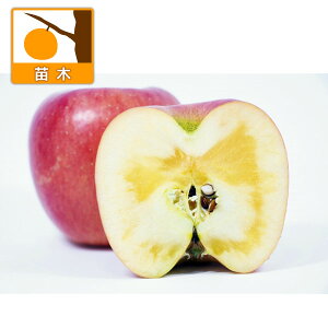 ʎ̕c/SFiƂj4`5|bgiAbvEnj[Abvj