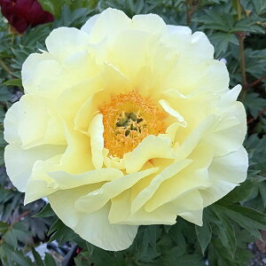 Ԃ̕c/VNNiC^[ZNVinCubhjFo[g[5|bg