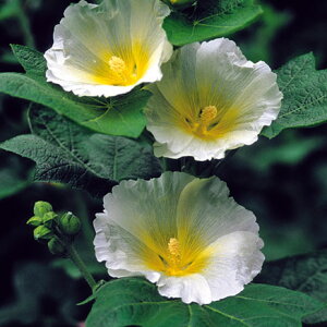 Ԃ̕c/AZAid炫^`AICjF|[X^[3|bg