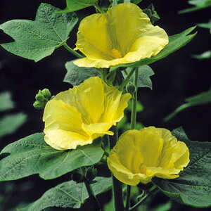 Ԃ̕c/AZAi^`AICjFTVC3|bg3Zbg