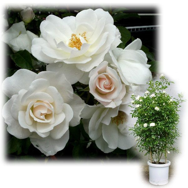 大型 清楚で気品高い人気品種 一季咲き バラの苗 送料無料 バラ