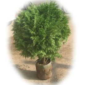 楽天市場 ニオイヒバ 植木 ガーデニング 農業 花 ガーデン Diyの通販