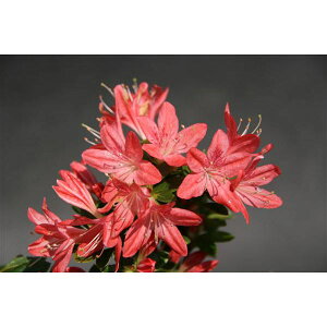 Ԗ ؂̕c/văccWFLREJ5|bg5Zbg