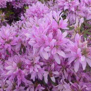 Ԗ ؂̕c/˃ccWFԎԁi͂Ȃ܁j5|bg5Zbg