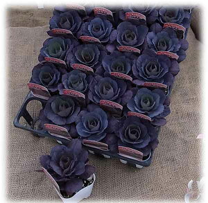 Ԃ̕c/n{^FxTC ubNVA3`3.5|bg