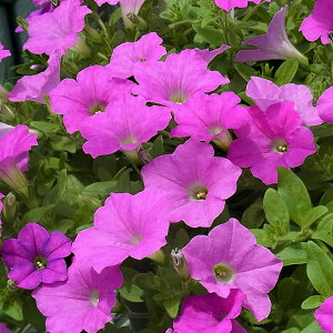 ペチュニア 種 苗の人気商品 通販 価格比較 価格 Com