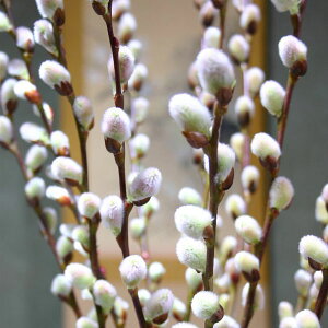 Ԗ ؂̕c/lRiMiLjFsNp[lRiM3`4|bg