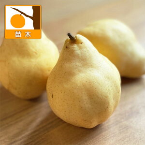 ʎ̕c/ZCEiVimjFEN`F4-5|bg