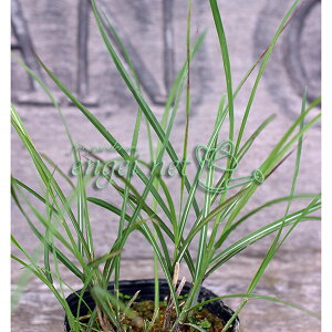 Ԃ̕c/XXLF؎RXXL3`3.5|bg