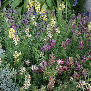 Ԃ̕c/iAFbvXg[~bNX3-3.5|bg3Zbg