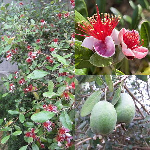 Ԗ ؂̕c/tFCWAFj[N5|bg