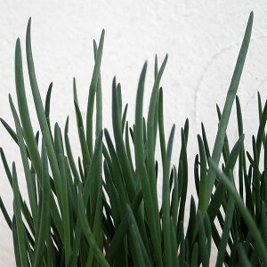 ؂̕c/킯̕c3-3.5|bg4|bgZbg