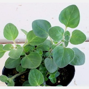 n[u̕c/IKmFO[NzCg3|bg2Zbg