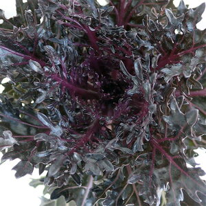 Ԃ̕c/n{^Fqv~Aiؗtnj2.5|bg