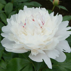 Ԃ̕c/VNNi䉖jFtFXeBo}LV}4|bg