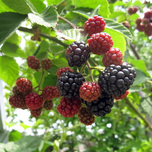 ʎ̕c/LC`Si؂jFubNx[ {C\x[4`5|bg