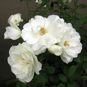 o̕c/lG璆փoFACXo[Oc