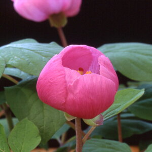 R쑐̕c/}VNNiR䉖j Figԁj5|bg