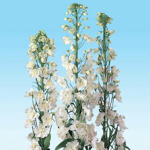 Ԃ̕c/ftBjEF}WbNtHezCg3|bg*