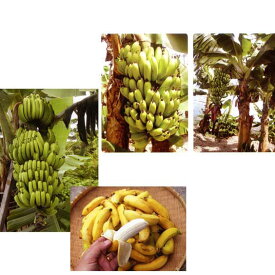 果樹の苗/バナナ2種セット（三尺バナナ、沖縄島バナナ）3.5号ポット