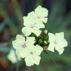 Ԃ̕c/_CATXFibs[CG[n[j[3-3.5|bg