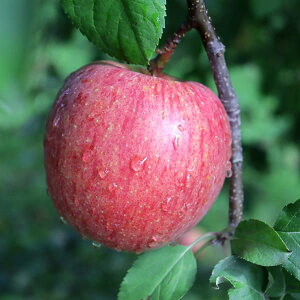 ʎ̕c/SFӂixmj4`5|bg