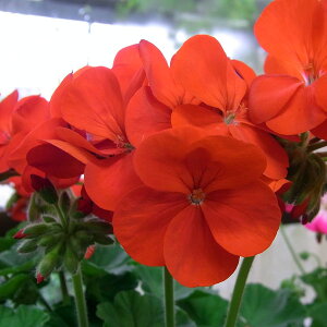 Ԃ̕c/[jEFS2000bh(Ԍnj3.5|bg